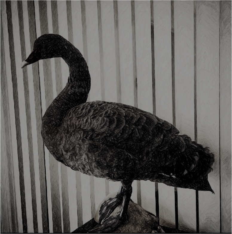 Black Swan TradersDNA Illustration