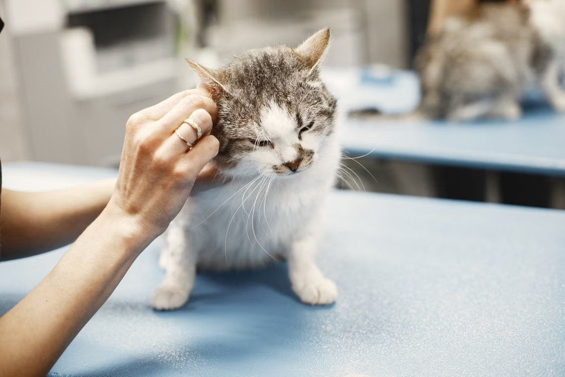 How Precision Veterinary Scales Prevent Error